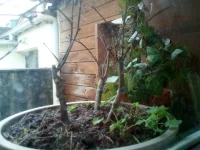 IMG_20100102_004157.webp