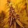 StoneDSoldiaR