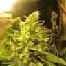 GangaToum