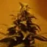cannamisty