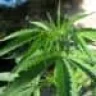 gergoweed
