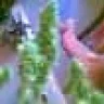 cocabura12