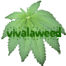 vivalaweed