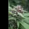 cannazib