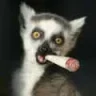 KaZoo