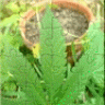 milf_weed