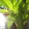 fatbud17