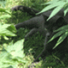 caudal