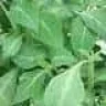 weed1