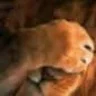 bobthebud