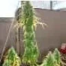 NeO(phyte)