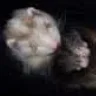 fureton