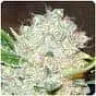team_weed