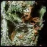Al-Haze_56