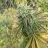 loveganja