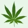 ItalianBud