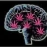 Chamannabis