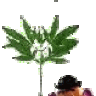 PedroBill