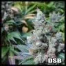 diesel91