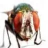 acarstpu