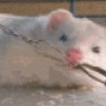 mme_furet