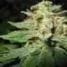 CannaKro