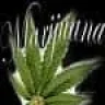 Cafutier
