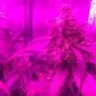 Green_Powa