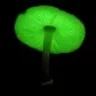 minimushroom