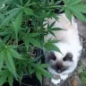 WeedTrip