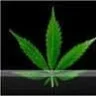 WeedLover<3