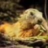 Marmott