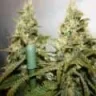 avalweed