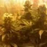 Budandweed