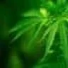 weedsidestory