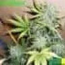 LittleSeed