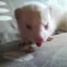 ploptralala