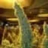 UltraBud