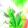 FaceWeed