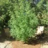heckanaweed