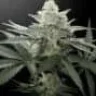JahHigh