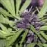 purplespirit