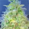 superbudman