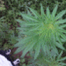 Nedj