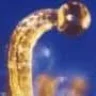le_trichome