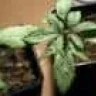 weedcorp