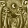 PsilocybeCubensis