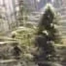 skyzyweed