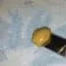 CannaSCROG