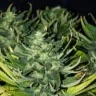 MicroCultivator